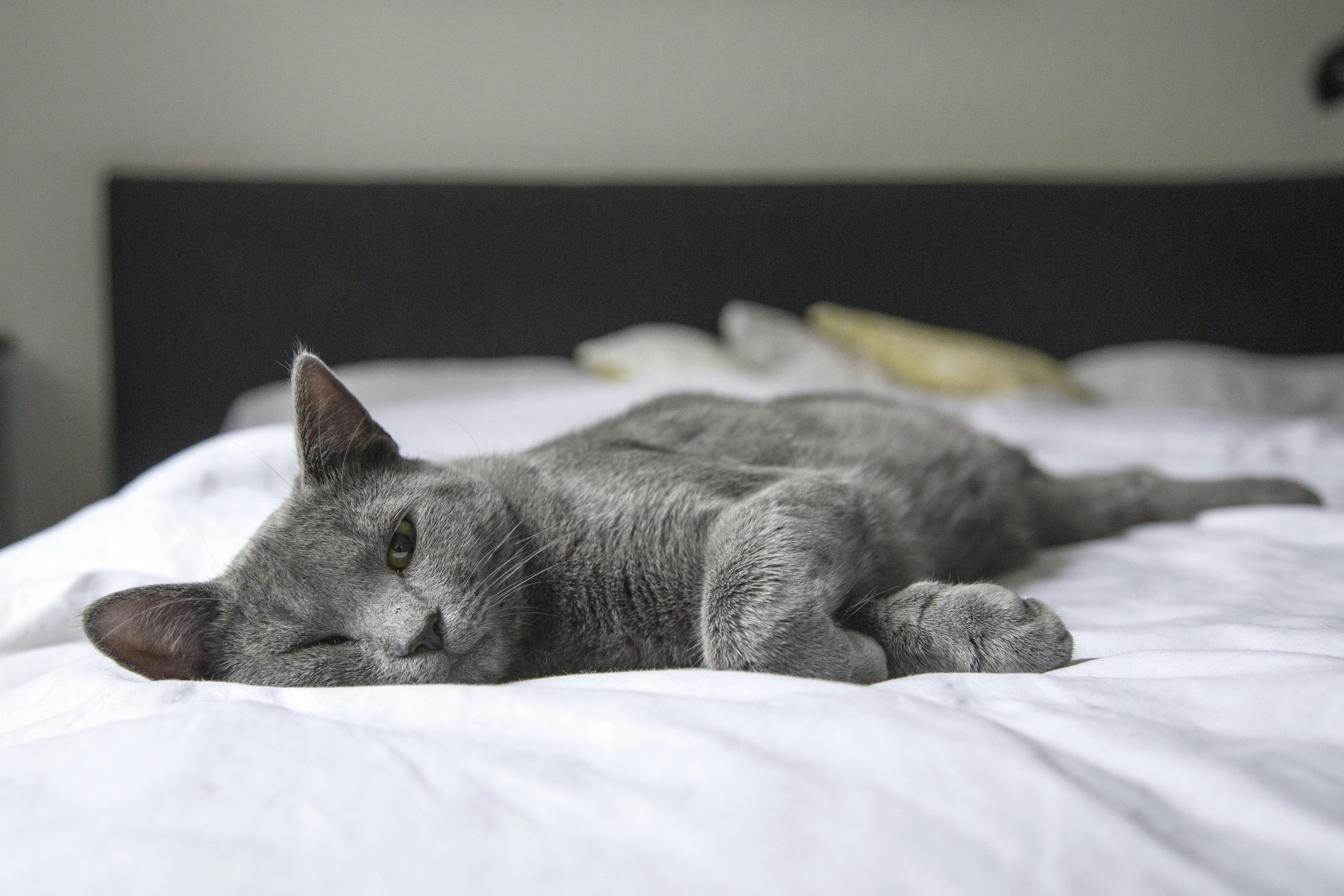 Taurus Cat